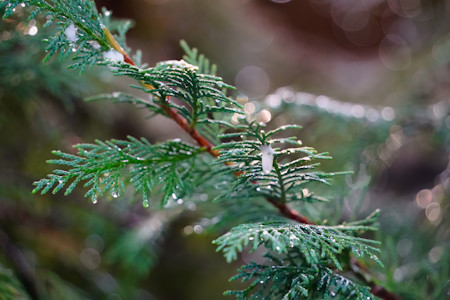 Beautiful, Branch, Leaf, Leaves, Nature, Photography, Plant, Tree, Wild